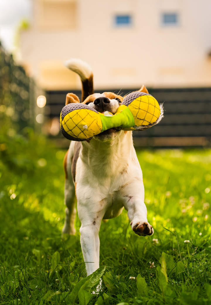 Backyard Pet Safety Tips from a Trusted Veterinarian in St. Charles